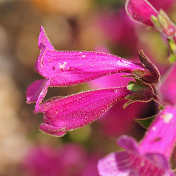 Heller's Beardtongue with deep pink flora tubes. Penstemon triflorus 